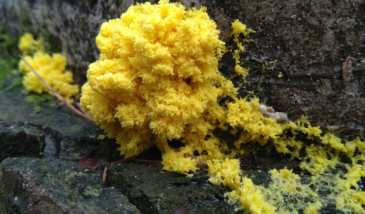 Blob o 'Physarum polycephalum'