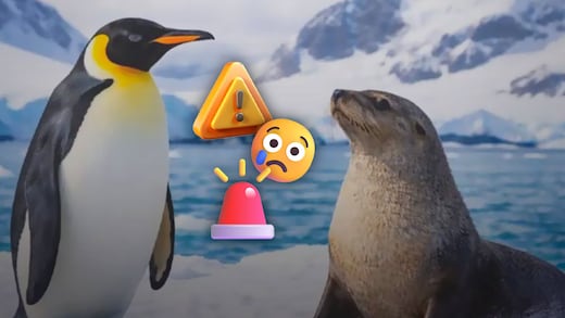 Pingüino emperador y lobo marino ya están en peligro de extinción