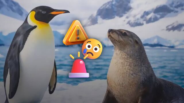 Declaran a pingüino emperador y lobo marino en peligro de extinción