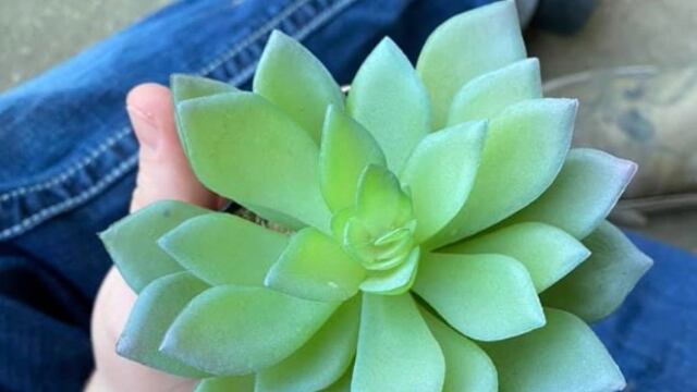 La linda suculenta de plástico.