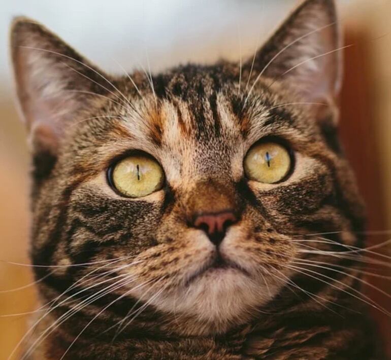 Gato