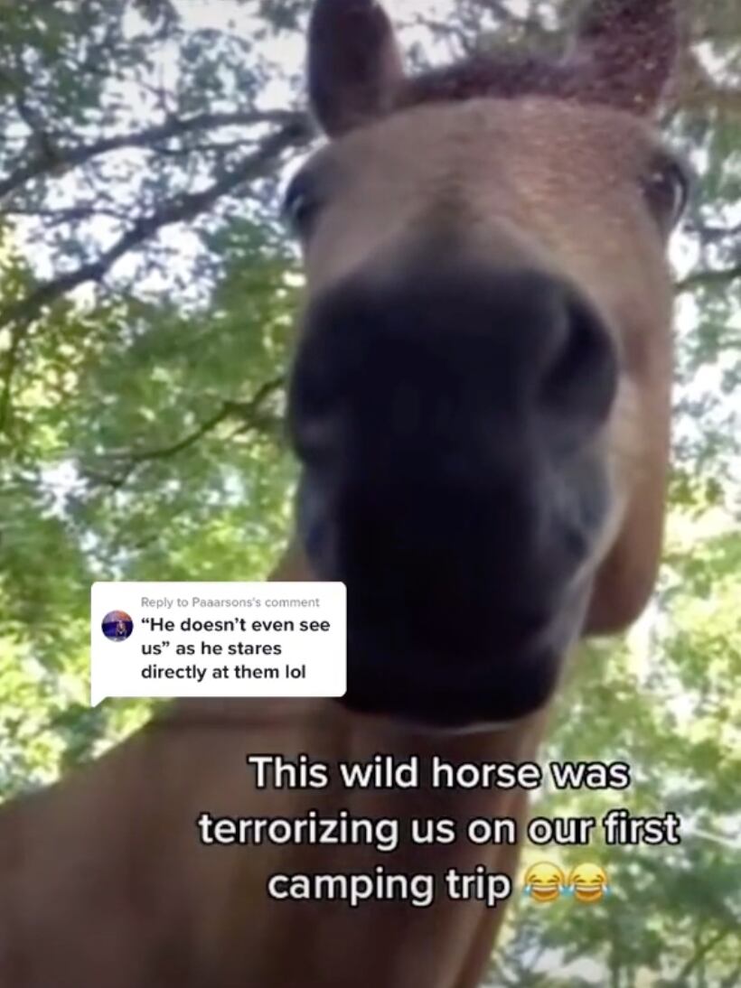 Caballo ataca a pareja en TikTok