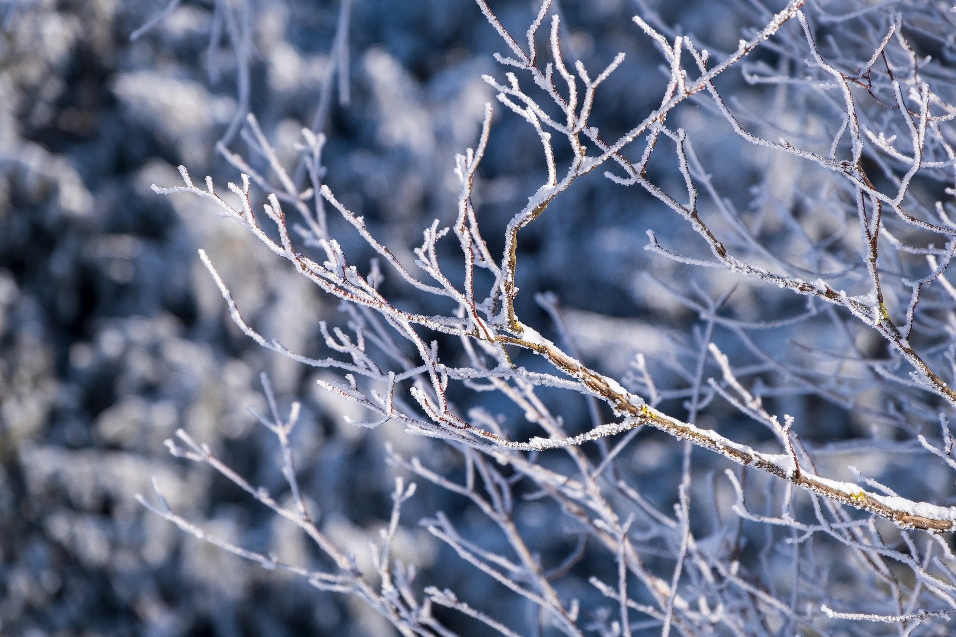Ramas de árbol con nieve