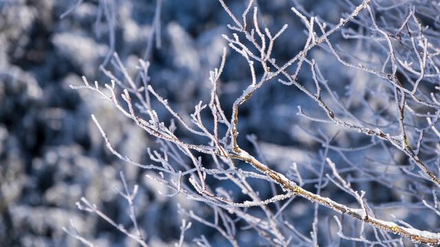 Ramas de árbol con nieve