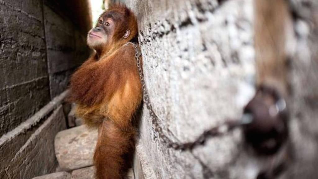 Orangután.