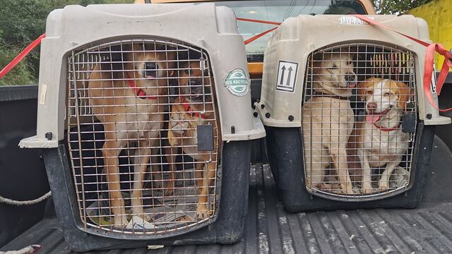 Perritos callejeros se van de México