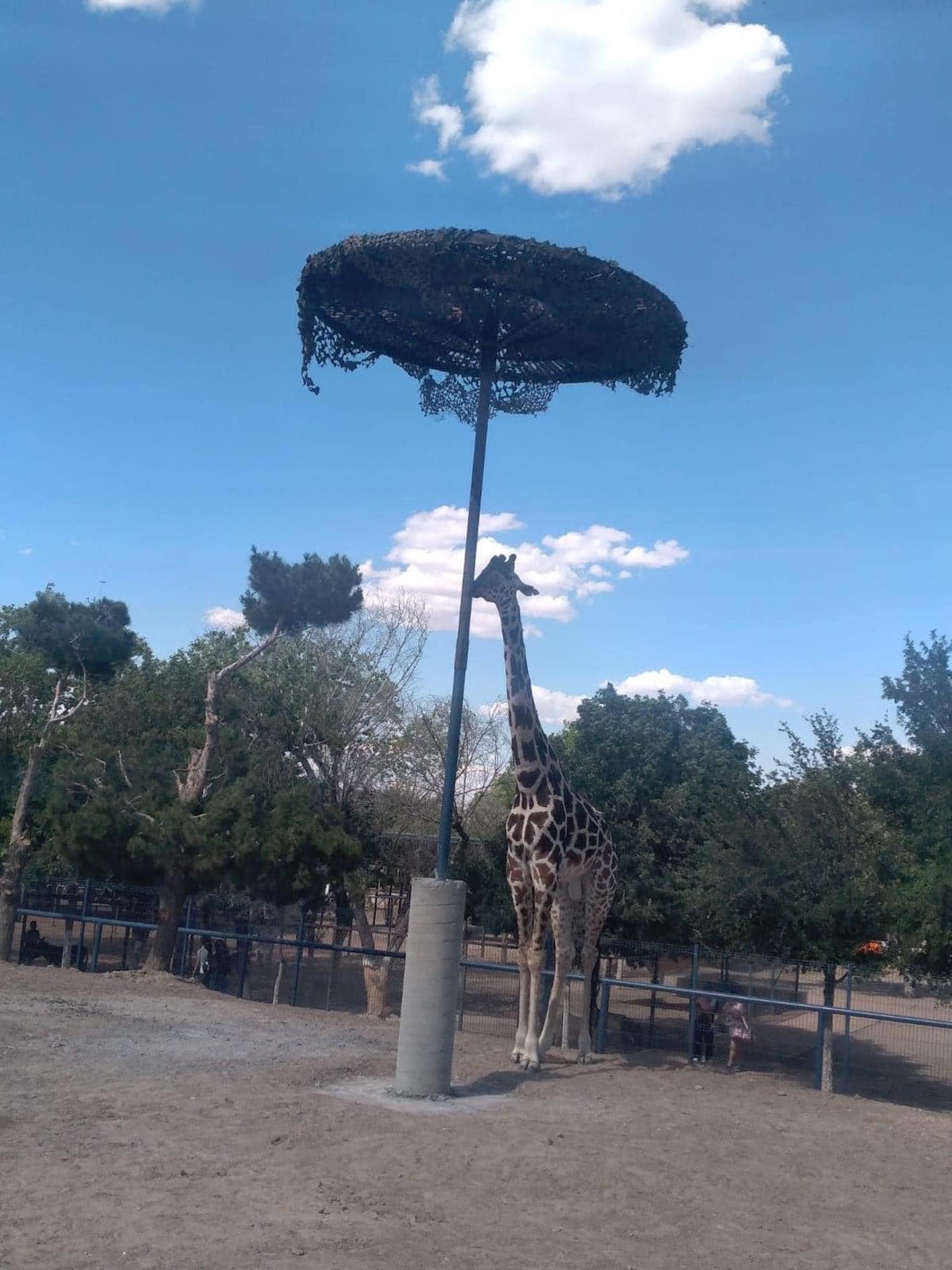 Jirafa Benito sufre el extremo calor de Ciudad Juárez
