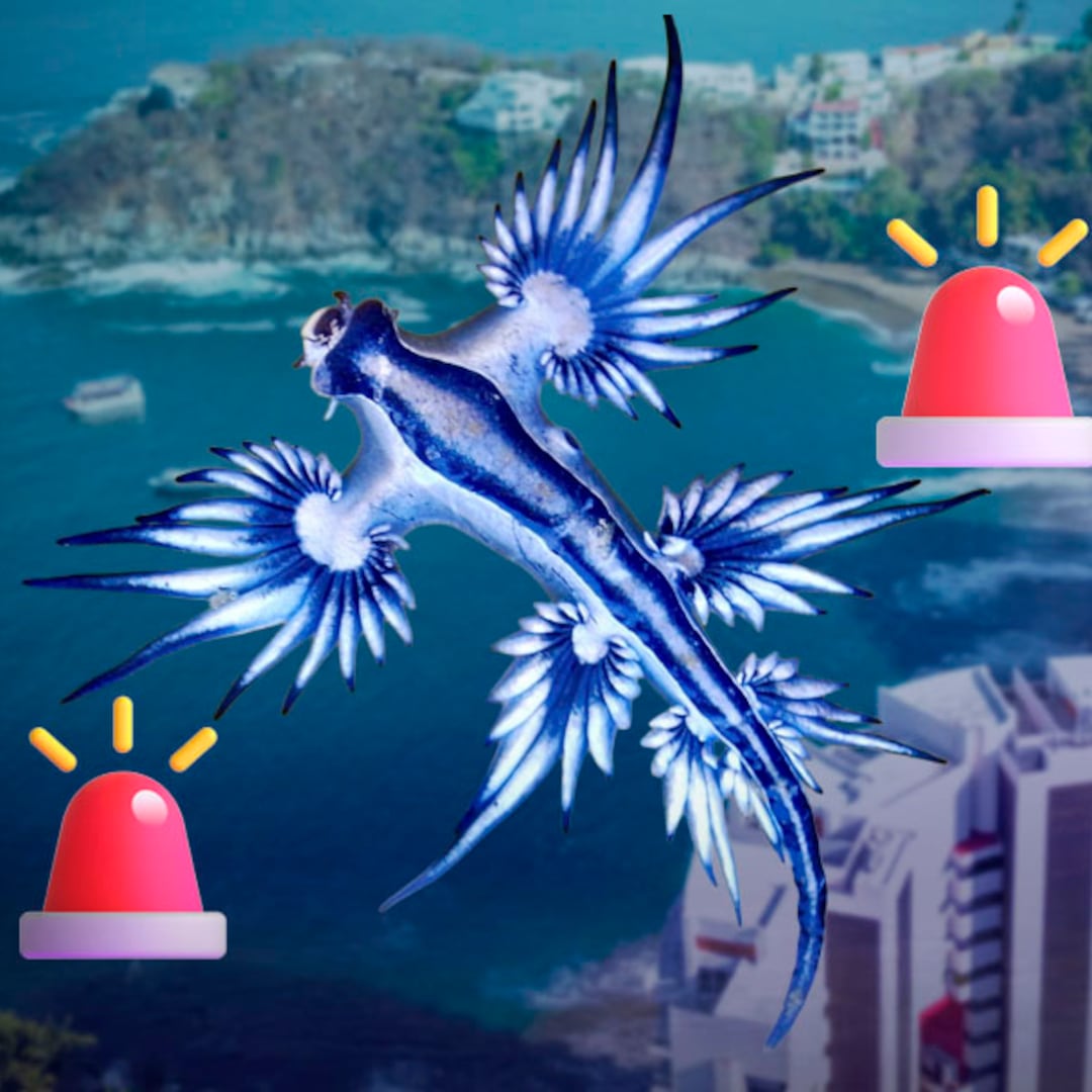 Dragón azul en Manzanillo: qué es este molusco y por qué es peligroso
