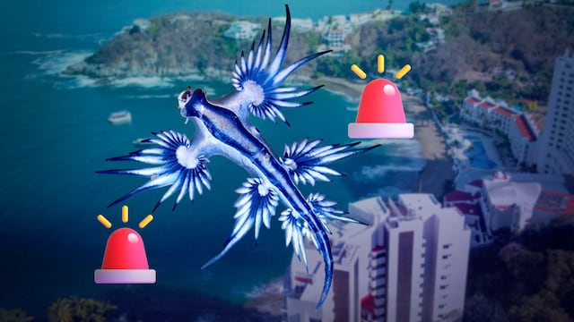 Dragón azul en Manzanillo