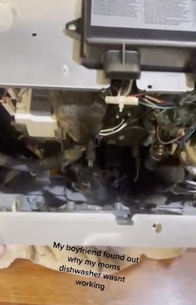 Ratas adentro de lavaplatos