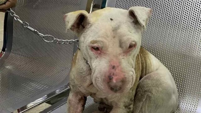 Lala, la perra pitbull