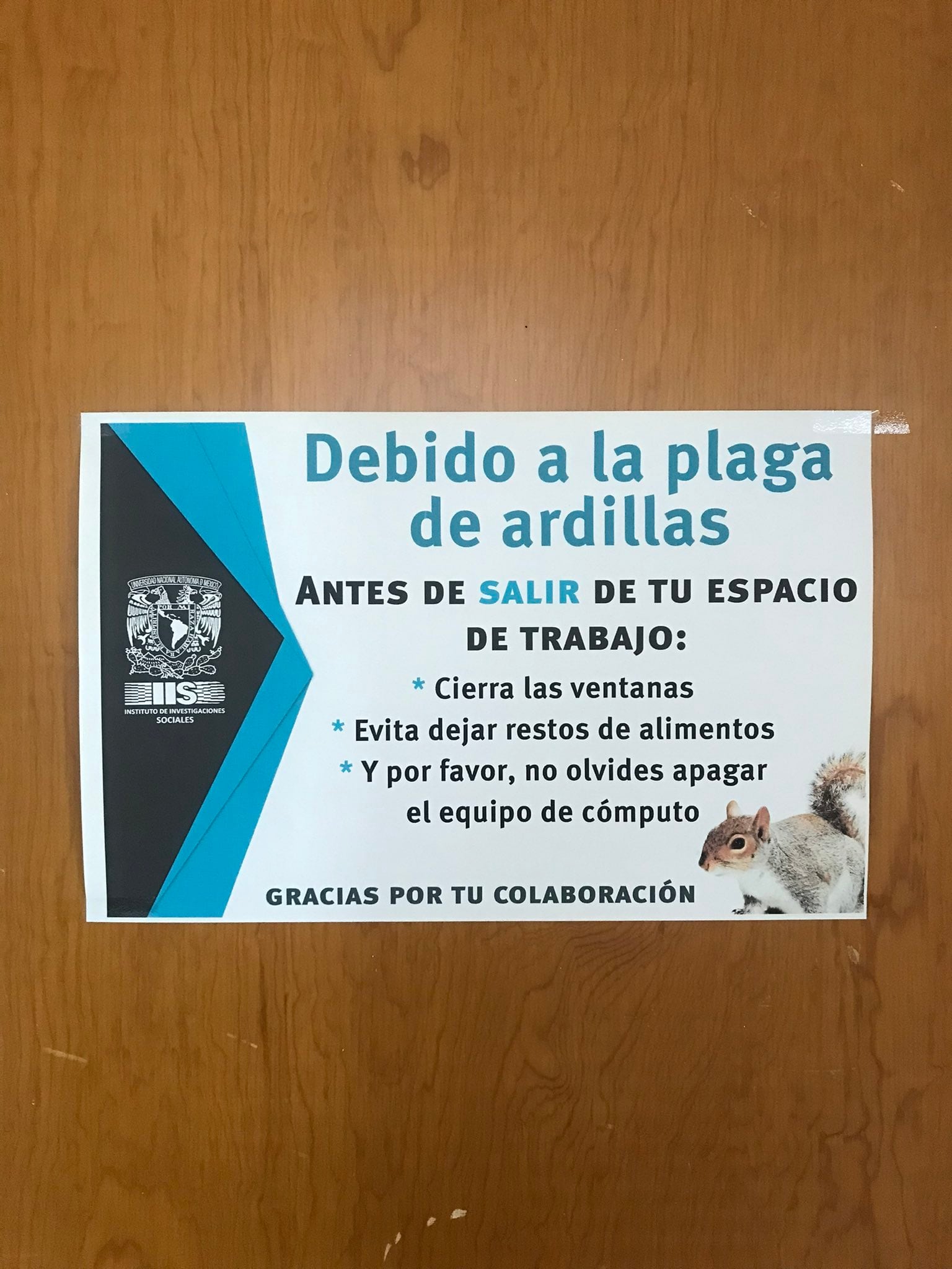Ardillas en Ciudad Universitaria de la UNAM