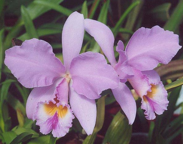 Orquídea Cataleya