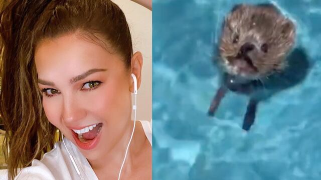 Thalía salva a un ratón que se ahogaba
