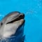 Murió Mincho, el delfín de Dolphin Discovery que inspiró una ley contra espectáculos marinos