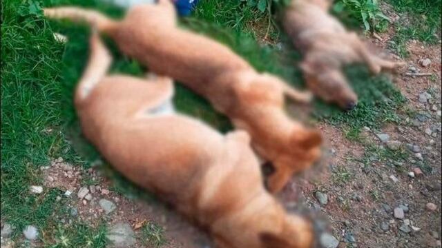 ¿Qué pasa en Oaxaca? Envenenaron a 30 perros y gatos en 2 municipios