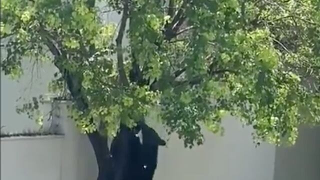 Oso negro en Nuevo León