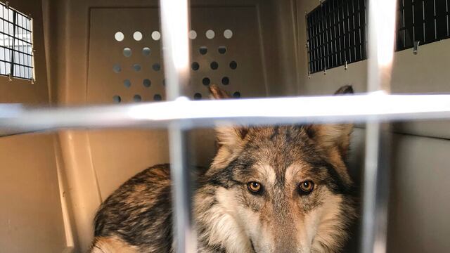 Lobo gris en peligro de extinción