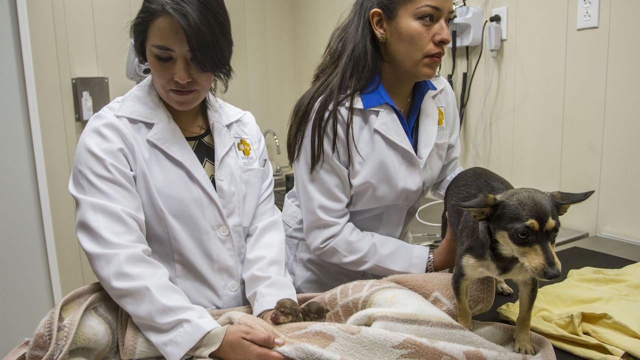 Hospital Veterinario de Iztapalapa