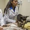 PAN promueve iniciativa para deducción fiscal de gastos por servicios veterinarios a mascotas