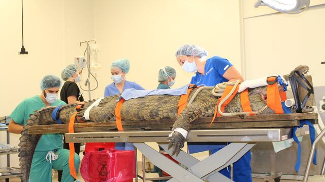 Operan a cocodrilo para extraerle un zapato