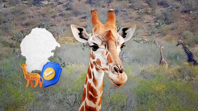 Las jirafas en Coahuila están protegidas.