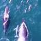 VIDEO: Captan a ballenas y delfines nadando juntos