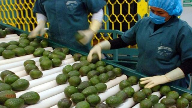 Aguacate mexicano. Niveles récord de consumo en EU. Foto/Internet