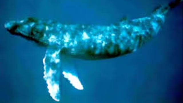 Ballena que canta
