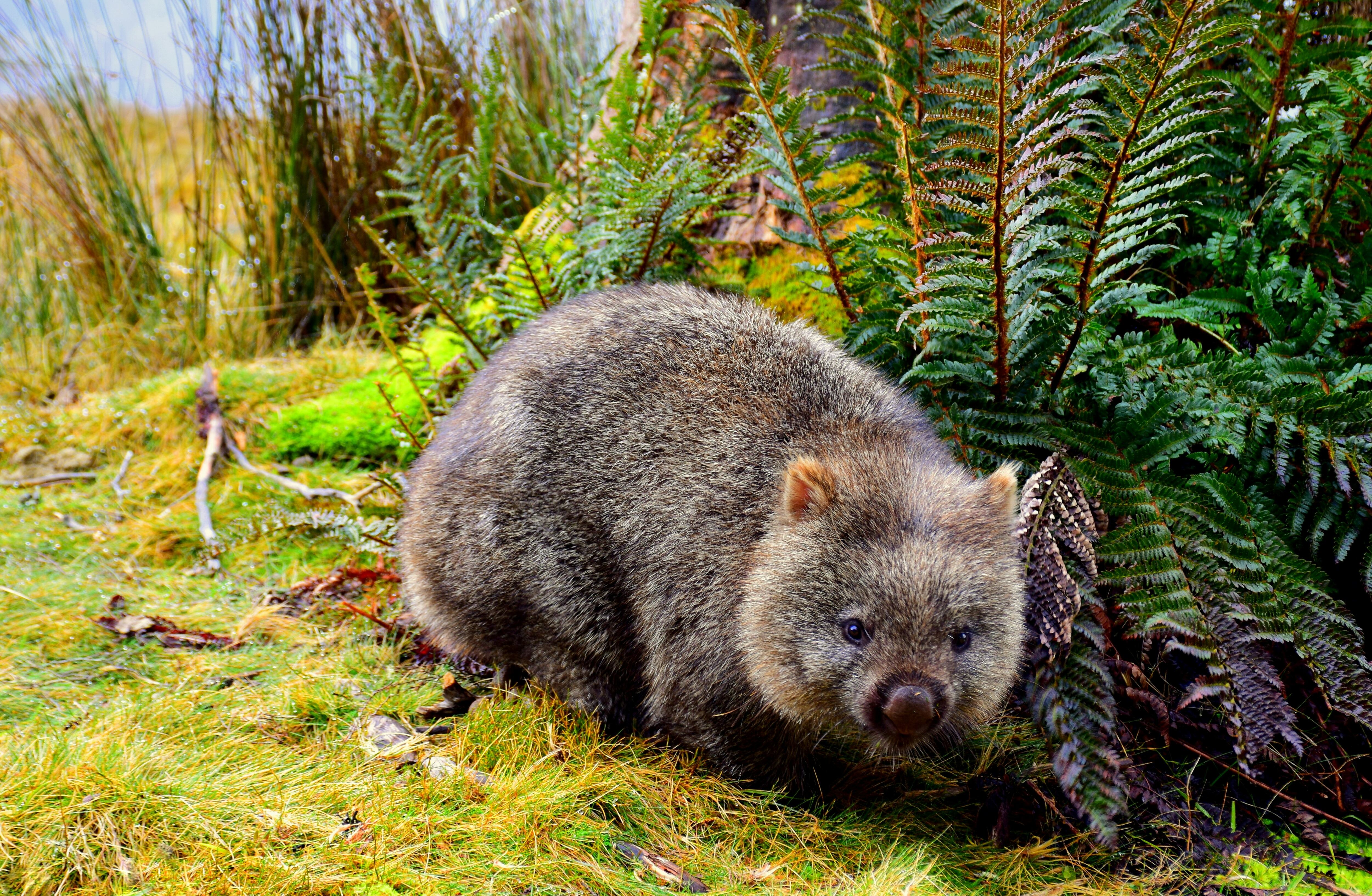 Este 22 de octubre es el Día Internacional del Wombat