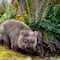 12 dibujos de Wombat para colorear e imprimir en el Día Internacional del Wombat