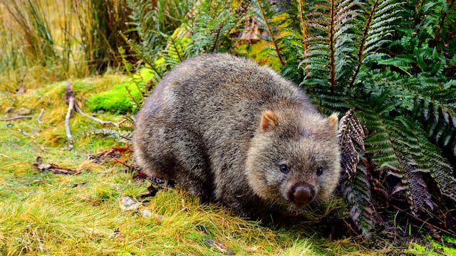 Este 22 de octubre es el Día Internacional del Wombat