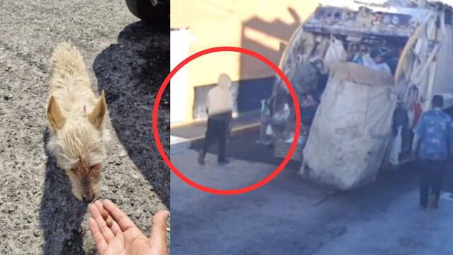 Perro Taquito es rescatado tras agresión en Naucalpan