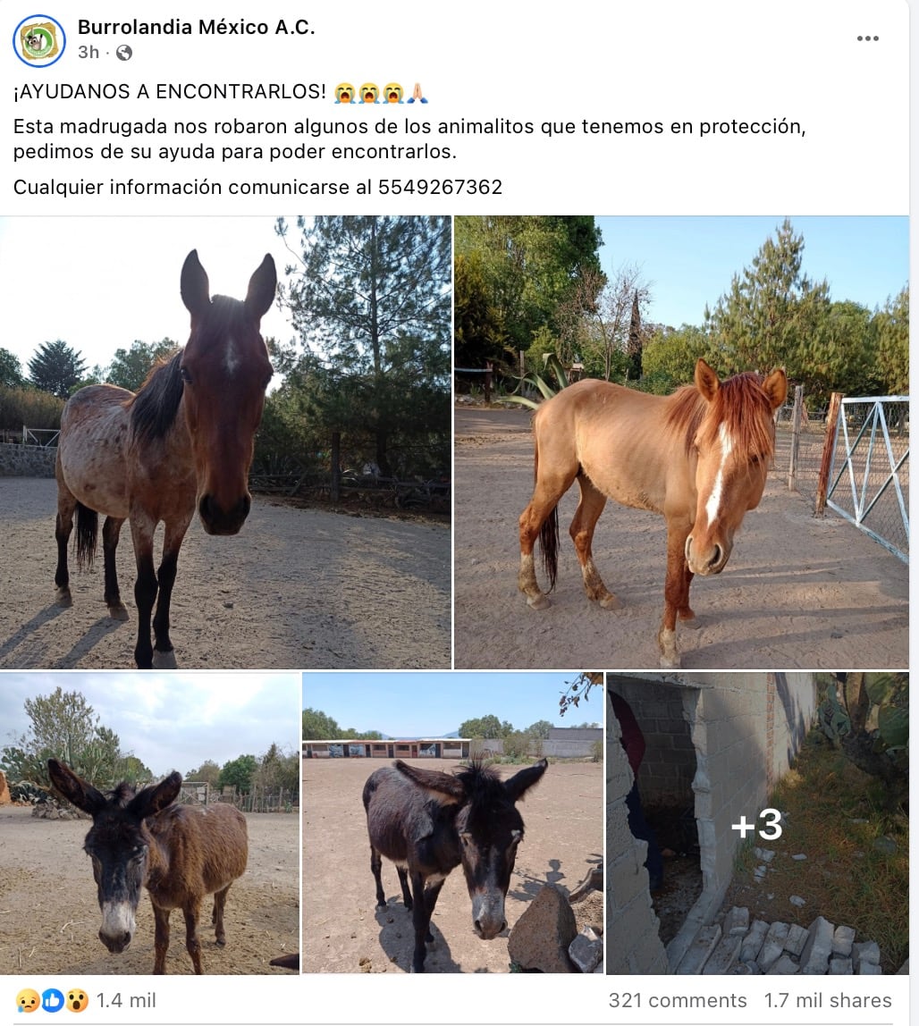 Burrolandia México denuncia robo de burritos y caballos