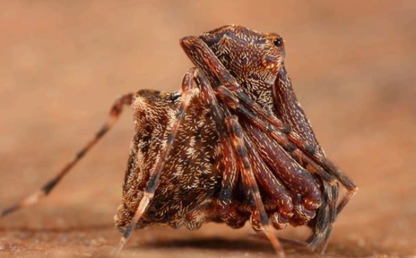 Nueva araña descubierta en Australia