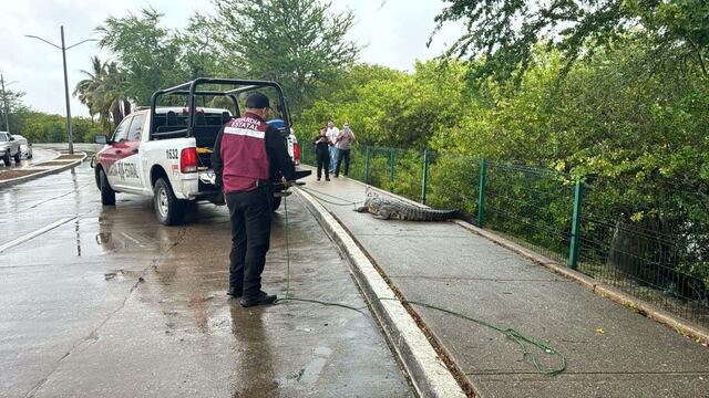 Cocodrilo es visto y capturado en calles de Tampico