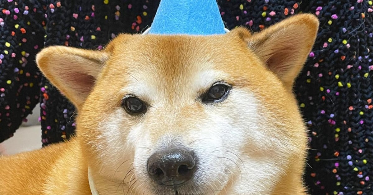 Cheems, el perrito de los memes, ya cumplió 12 años y sigue igual de bonito