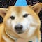 Cheems, el perrito de los memes, ya cumplió 12 años y sigue igual de bonito