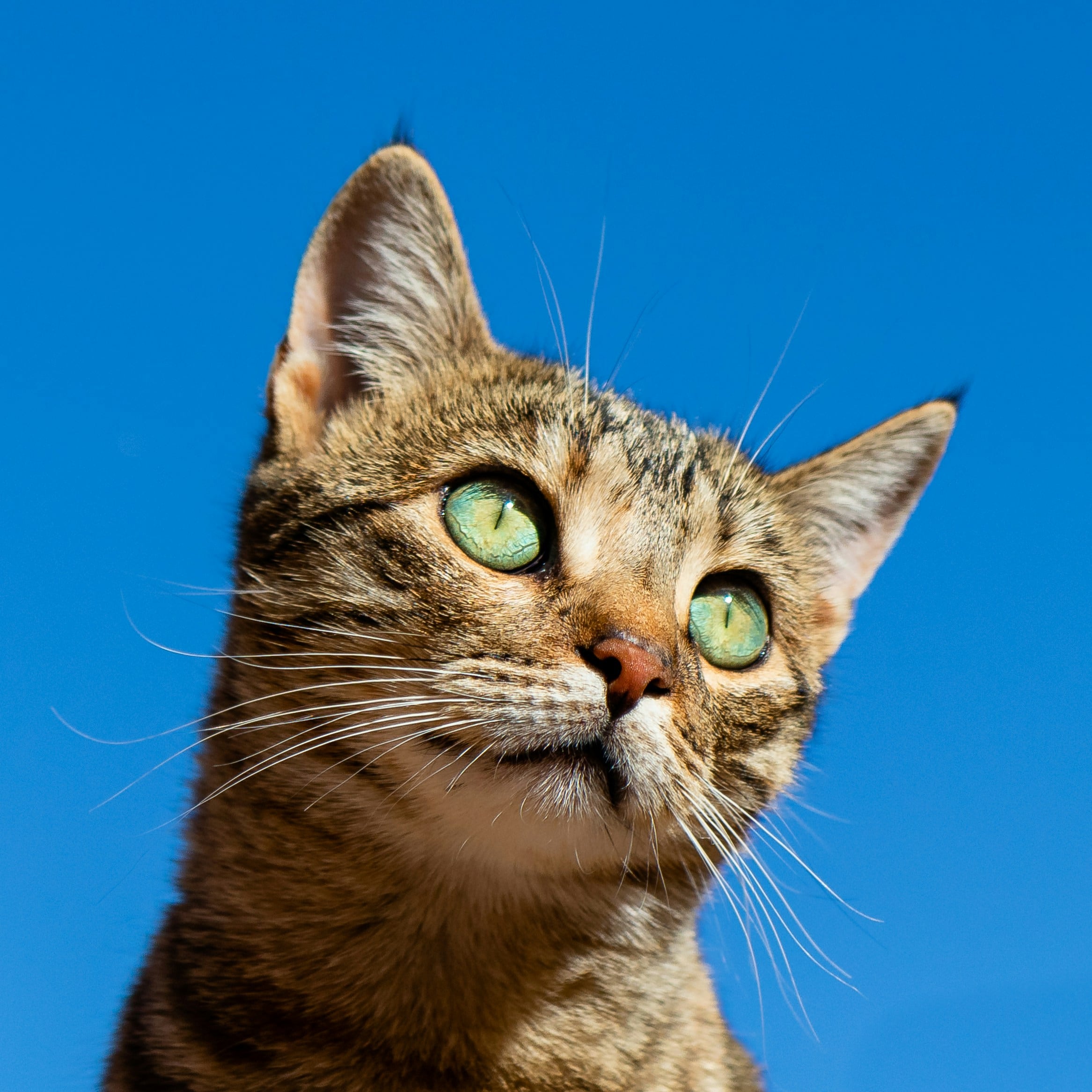 Gato