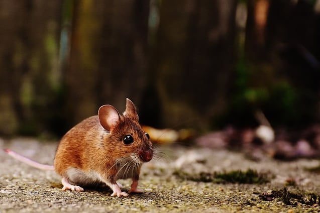 Crear un Pikachu real parte de la idea de modificar a una ratón