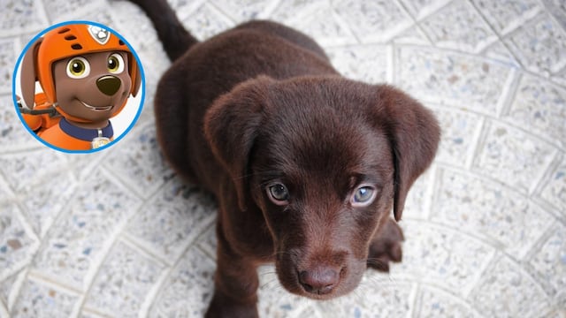 Estos son los cuidados para un labrador como Zuma de Paw Patrol