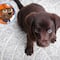 ¿Cómo cuidar y alimentar a un labrador? 6 tips si tienes un Zuma como el cachorro de Paw Patrol