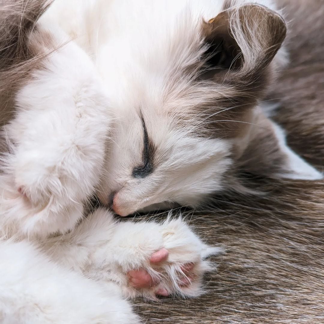 Gatito preservado por una empresa de taxidermia