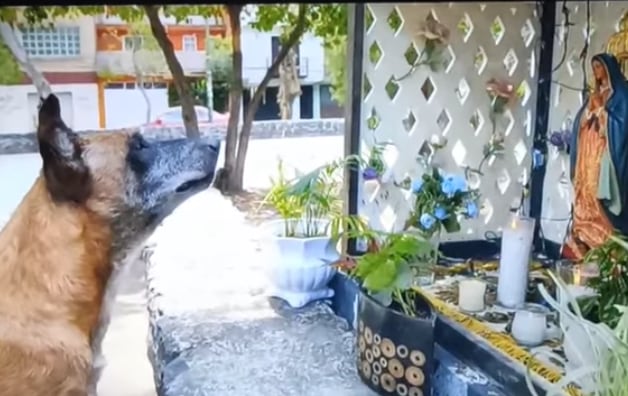 Perro pidió milagro en La Rosa de Guadalupe