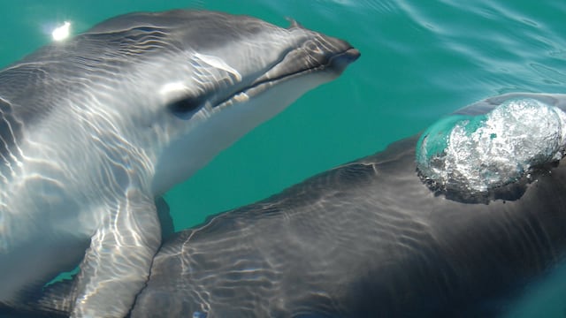Delfines