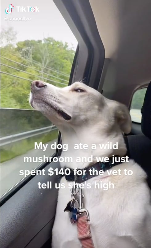 Perrita que se comió el hongo alucinógeno