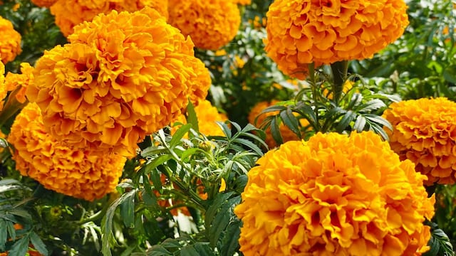 Flor de cempasúchil