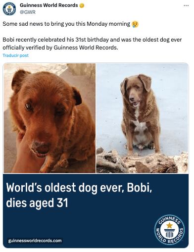 Muere el perro más viejo del mundo 2023