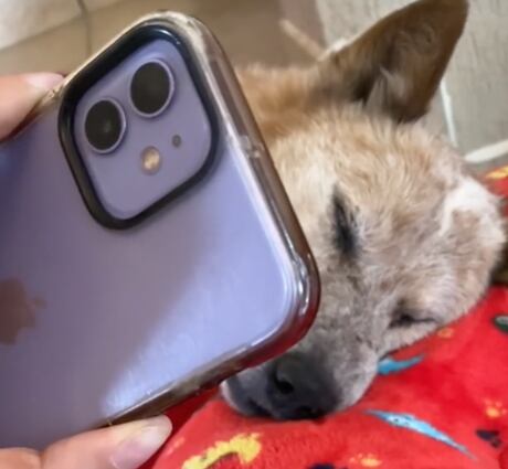 Se despide de su perrito que va a morir con un audio