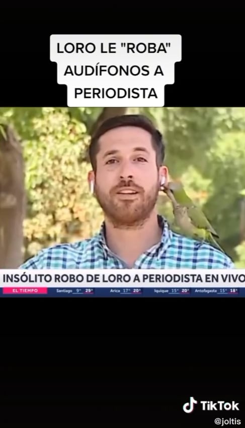 Loro roba audífonos a reportero en vivo